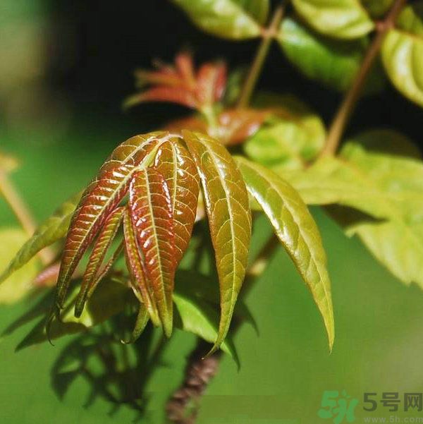 吃香椿要焯水吗?,香椿需要焯水吗