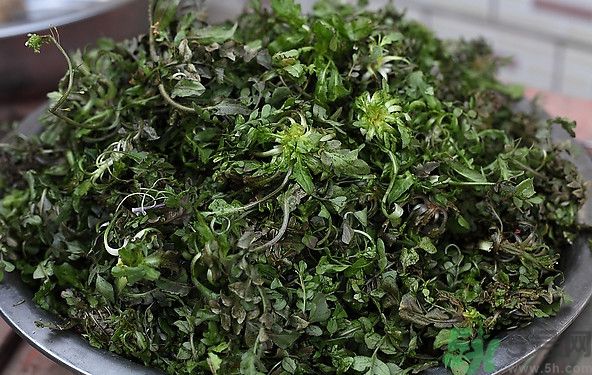 荠菜为什么是苦的,荠菜是苦的吗