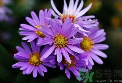 钻叶紫菀的药用价值,三脉紫菀的药用价值 钻叶紫菀的药用价值,三脉紫菀的药用价值