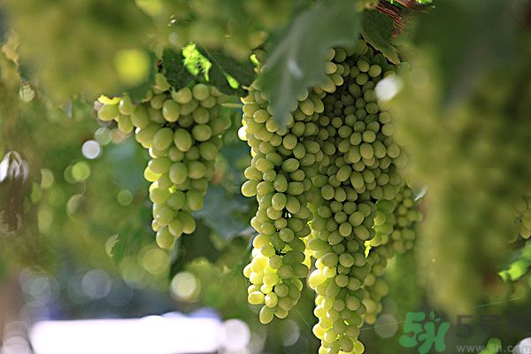 葡萄抗衰老,长期吃葡萄的好处和坏处