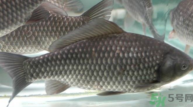 吃鱼有什么好处和坏处,吃鱼油有什么好处