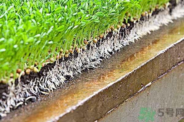 孕妇吃豆芽菜的好处,孕妇吃豆芽的好处