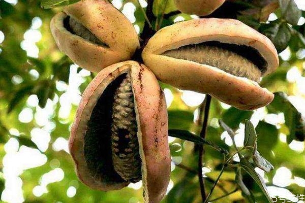 野香蕉可以吃吗,野生香蕉为什么不能吃
