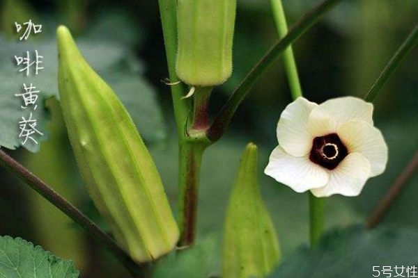 咖啡黄葵的功效和作用,水解咖啡黄葵