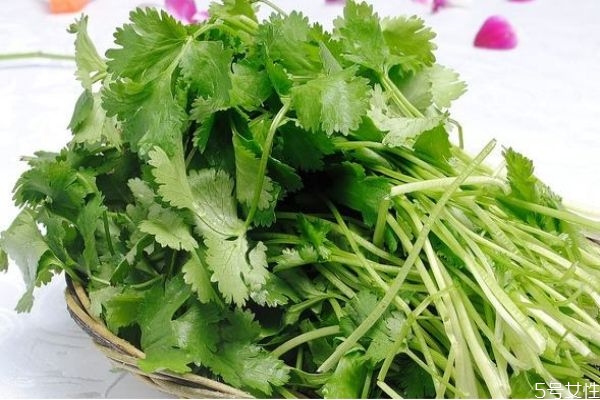 什么人不可以吃香菜,你能吃香菜吗