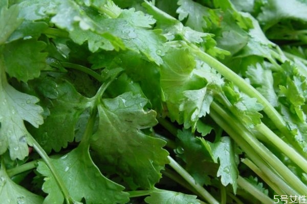 香菜的营养价值有哪些?,香菜的营养价值和药用价值