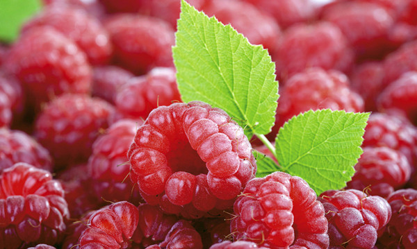 覆盆子的功效和作用,1覆盆子2女贞子