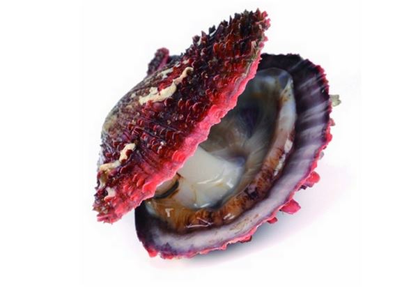 ()的扇贝,什么叫扇贝