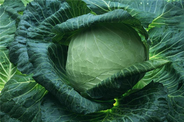 吃卷心菜有什么好处,常吃卷心菜的好处和坏处 吃卷心菜有什么好处,常吃卷心菜的好处和坏处