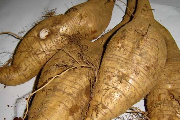 葛根的功效和作用,葛根的功效和作用的功能和主治