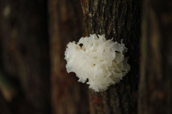 痰多咳嗽一直不好怎么办,总是咳嗽有痰老好不了怎么办 痰多咳嗽一直不好怎么办,总是咳嗽有痰老好不了怎么办