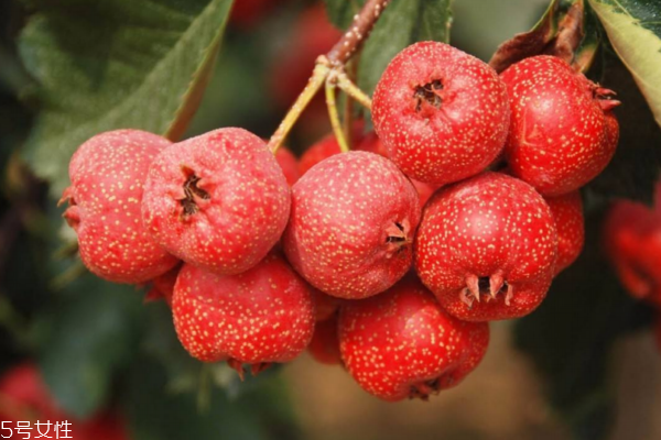 山楂的功效和作用,山楂干泡水喝有什么功效和作用