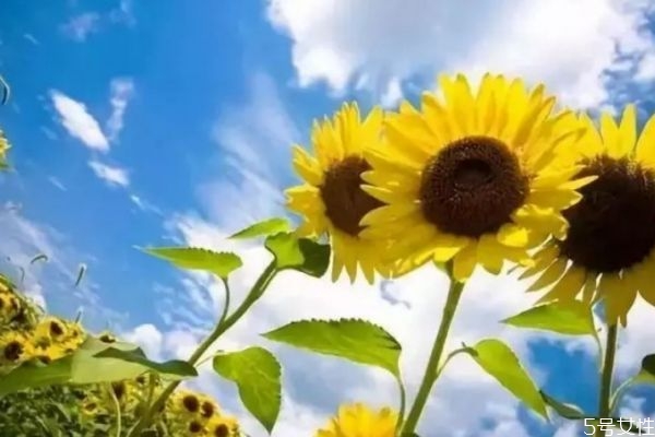 三伏天需要做什么?,三伏天指什么