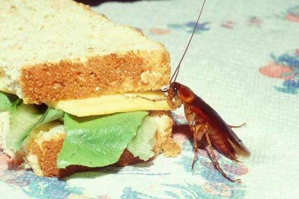 有什么办法去除蟑螂,怎么才能去除蟑螂