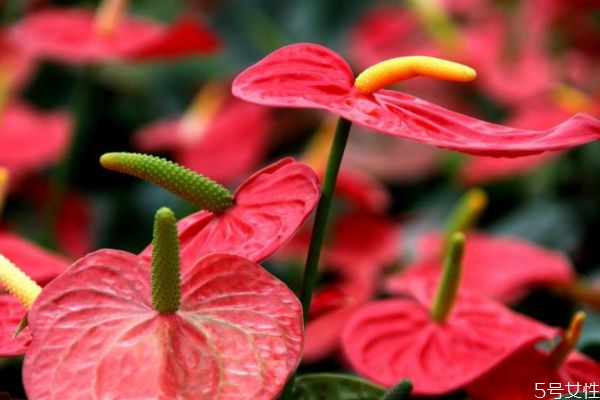 什么的红掌,红掌为什么叫红掌 什么的红掌,红掌为什么叫红掌