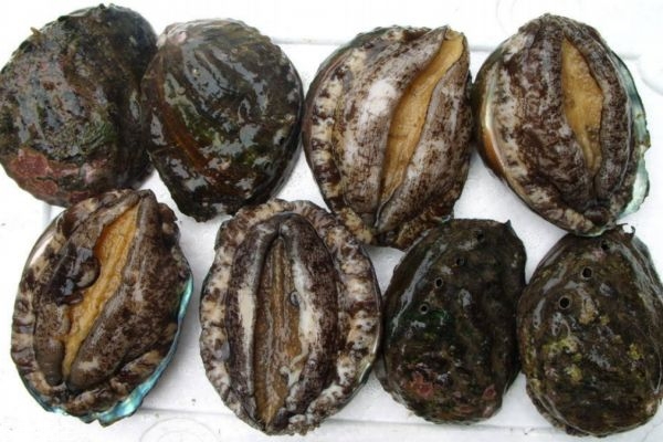 鲍鱼生长在哪里的,鲍鱼是长在什么地方的