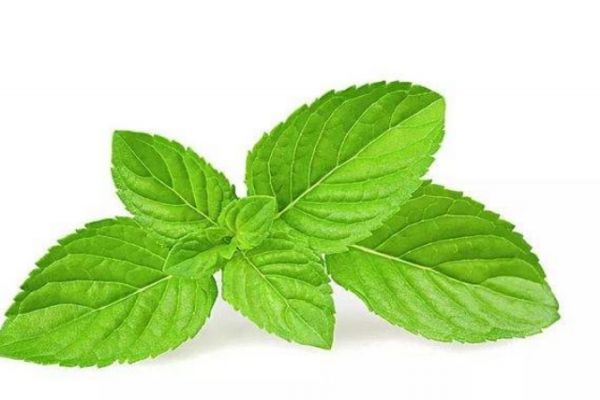 薄荷有什么作用呢?,薄荷有啥作用 薄荷有什么作用呢?,薄荷有啥作用