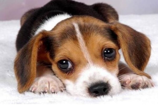 小狗怎样驱虫,狗狗怎么去虫子