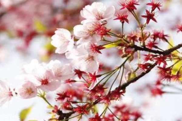 樱花盛开是几月,樱花盛开的季节是什么时候 樱花盛开是几月,樱花盛开的季节是什么时候