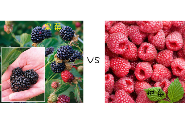 黑莓和树莓的区别,黑树莓和红树莓的区别