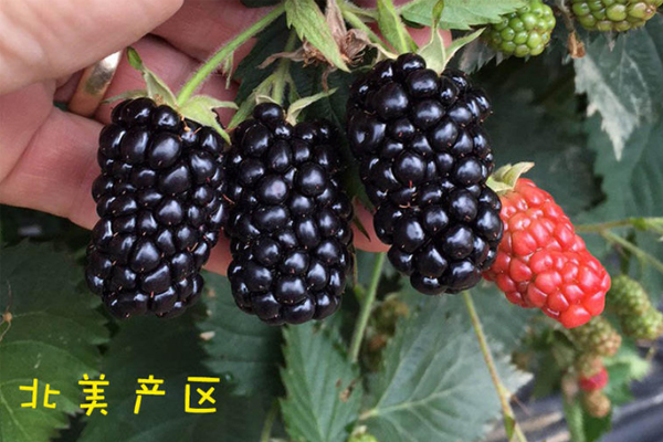 黑莓水果产自哪里,黑莓产地在中国哪里