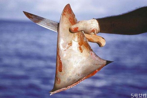鱼翅到底是什么,鱼翅是什么鱼的翅