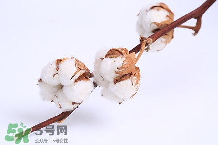 送棉花什么含义,送棉花代表什么