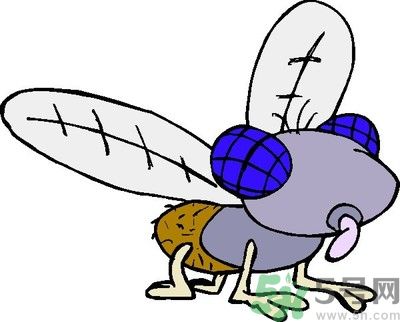 如何灭苍蝇最有效的方法,灭苍蝇用什么药最好 如何灭苍蝇最有效的方法,灭苍蝇用什么药最好