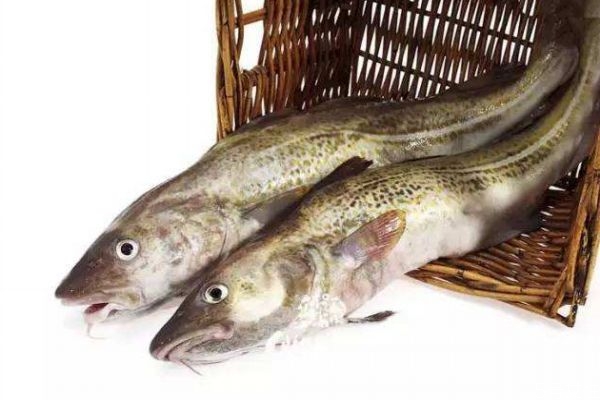 明太鱼的营养价值,明太鱼有营养吗