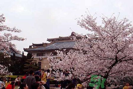 武大樱花什么时候开放?,武大樱花啥时候开