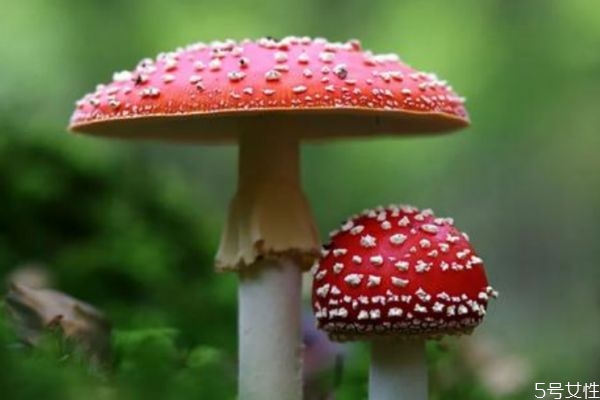 哪些是毒蘑菇,毒蘑菇有什么特征