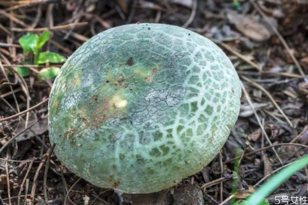 青头菌的意思,青头菌图片