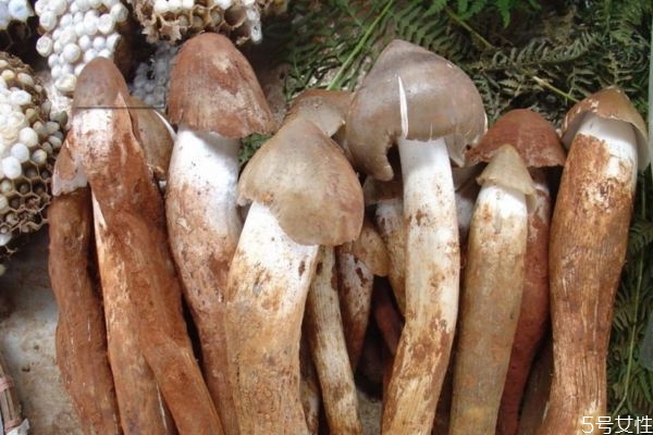 鸡枞菌干货,鸡枞菌长什么样 鸡枞菌干货,鸡枞菌长什么样