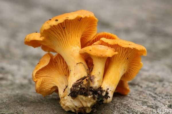 鸡油菌的功效,鸡油菌百度百科 鸡油菌的功效,鸡油菌百度百科