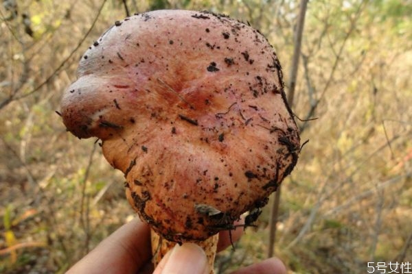 吃松蘑的禁忌,吃松蘑有什么好处