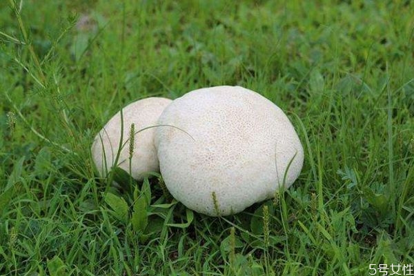 吃口蘑的好处,经常吃口蘑有什么好处和坏处 吃口蘑的好处,经常吃口蘑有什么好处和坏处