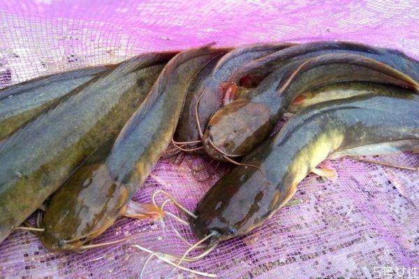 塘鲺吃了会有什么危害,吃塘鲺的注意禁忌 塘鲺吃了会有什么危害,吃塘鲺的注意禁忌