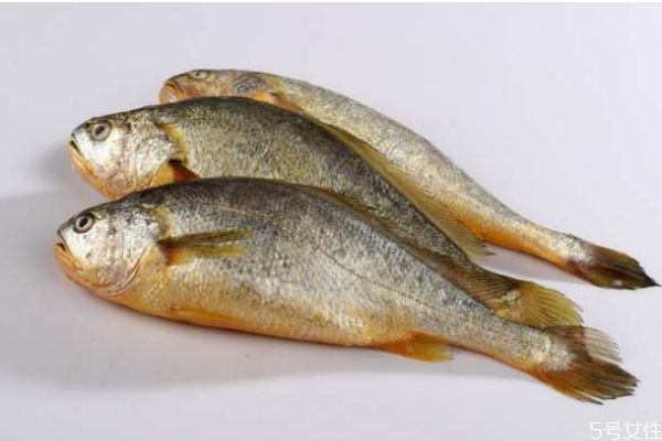 什么叫黄花鱼,黄花鱼为什么叫黄花鱼 什么叫黄花鱼,黄花鱼为什么叫黄花鱼