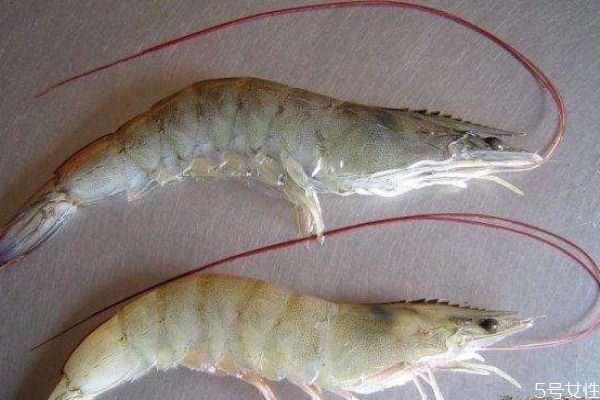 什么是白虾,白色的虾是什么虾