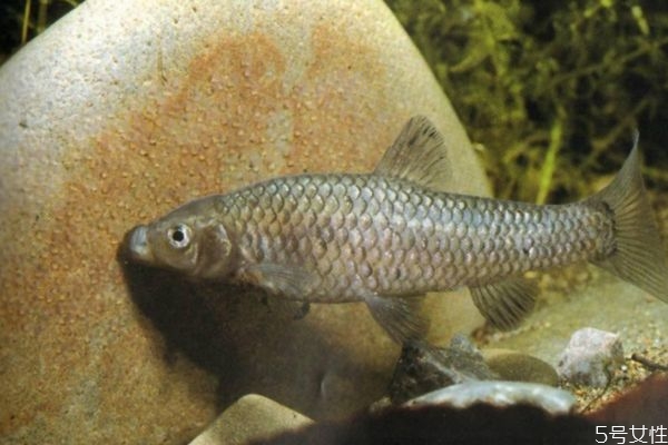 长麦穗鱼和麦穗鱼区别,麦穗鱼好吃吗