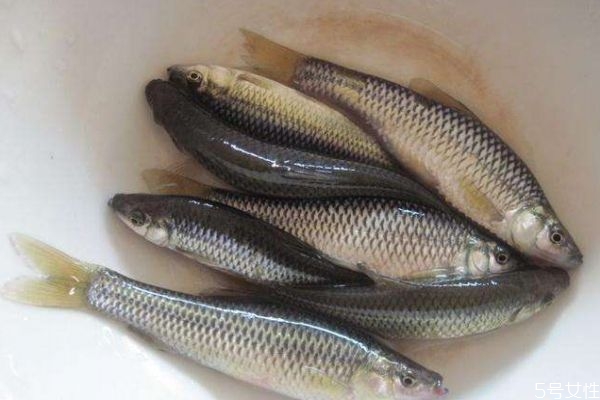 什么是麦穗鱼呢麦穗鱼有什么营养价值呢,麦穗鱼是什么鱼