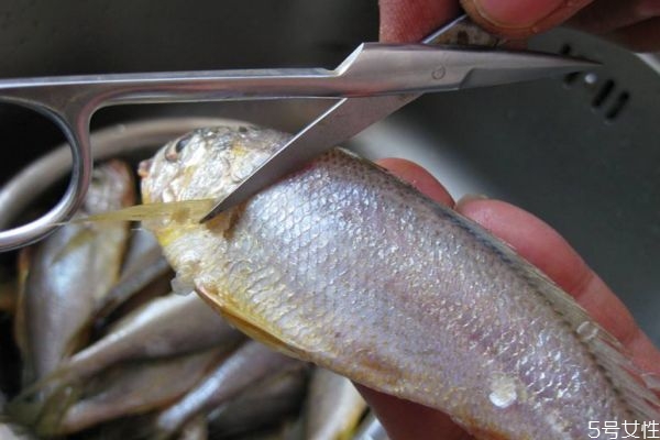 小黄鱼是啥,小黄鱼指的是什么