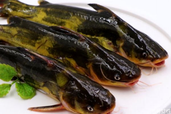 黄刺鱼有什么营养和功效,黄刺鱼的营养 黄刺鱼有什么营养和功效,黄刺鱼的营养