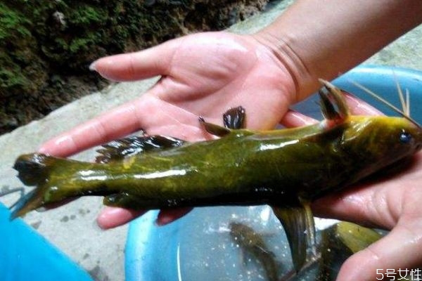 黄刺鱼是什么鱼,黄鱼有鱼刺吗