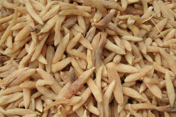 麦冬不适合什么人吃,麦冬适合什么人群食用