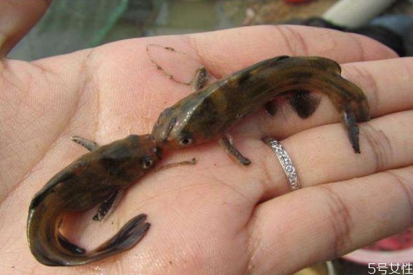 黄颡鱼吃啥,黄颡鱼不适合什么人吃