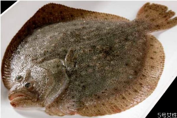 吃比目鱼的禁忌,比目鱼的功效 吃比目鱼的禁忌,比目鱼的功效