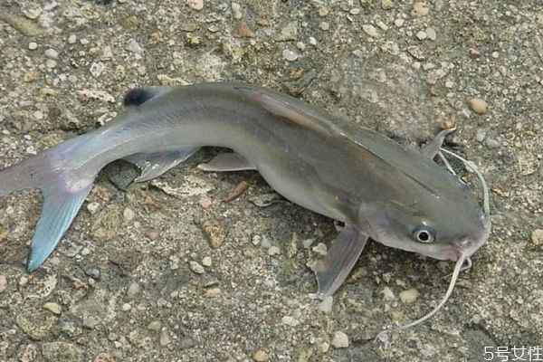 海鲶鱼的营养价值,海鲶鱼的营养价值和适合人群 海鲶鱼的营养价值,海鲶鱼的营养价值和适合人群