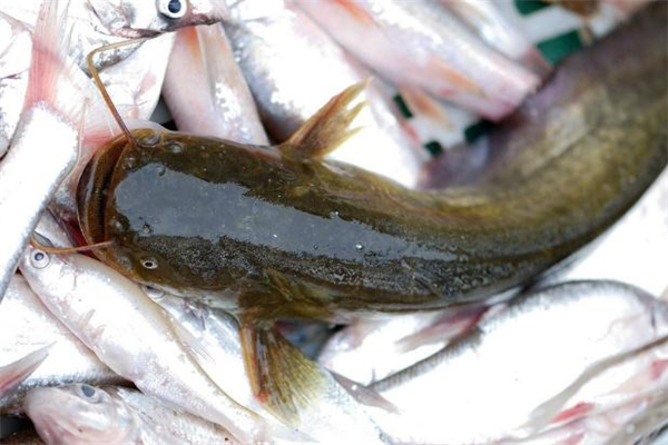 鲶鱼和草鱼哪个好吃,鲶鱼好还是草鱼好