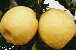 梨子是热性还是凉性的水果,梨是凉性水果还是温性水果